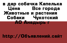 в дар собачка Капелька › Цена ­ 1 - Все города Животные и растения » Собаки   . Чукотский АО,Анадырь г.
